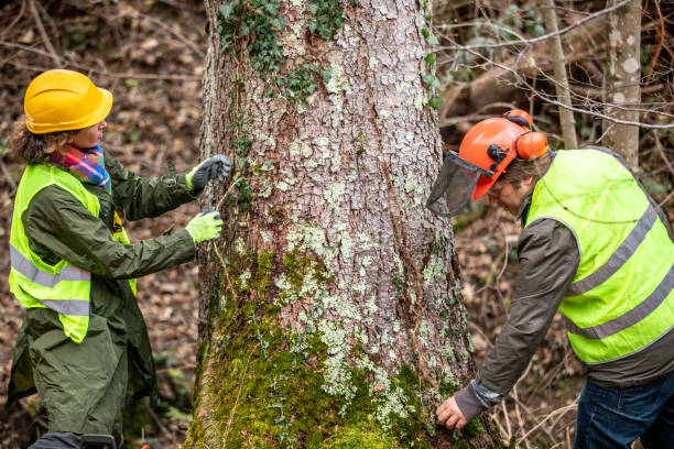 Best Tree Trimming and Pruning  in USA